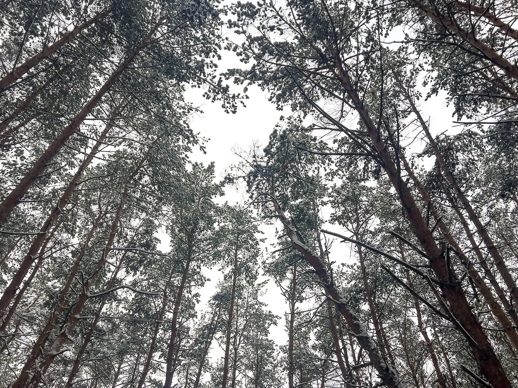 На Дону для патрулирования лесов приобрели беспилотники за 6 млн рублей