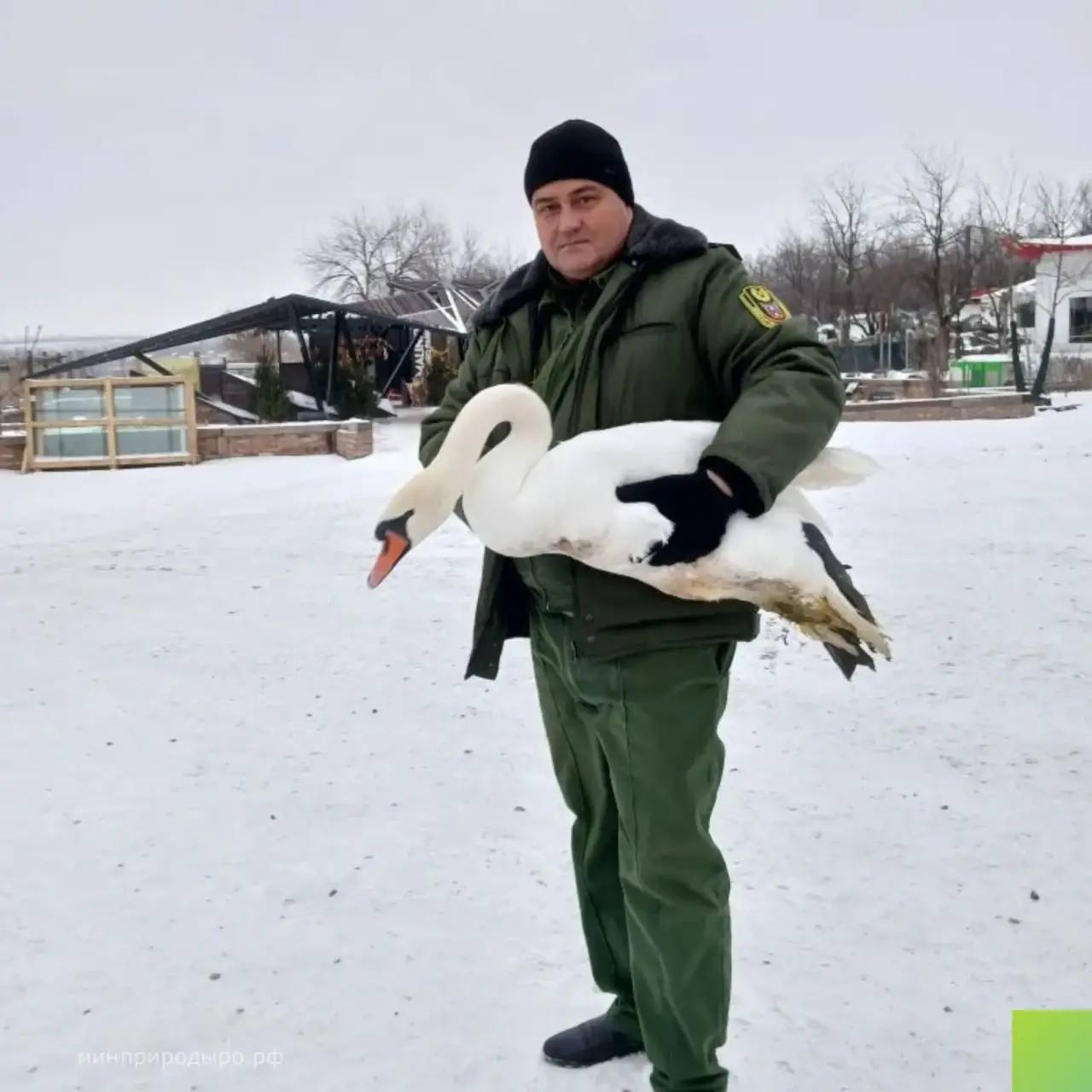 Житель Ростовской области спас раненого лебедя