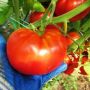 Томат Морозко: ранний гибрид с устойчивостью и дружной отдачей урожая