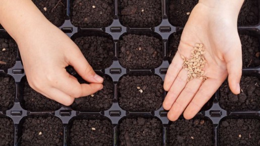 Наблюдение из кухни: выдержка магазинного перца влияет на всхожесть и силу рассады