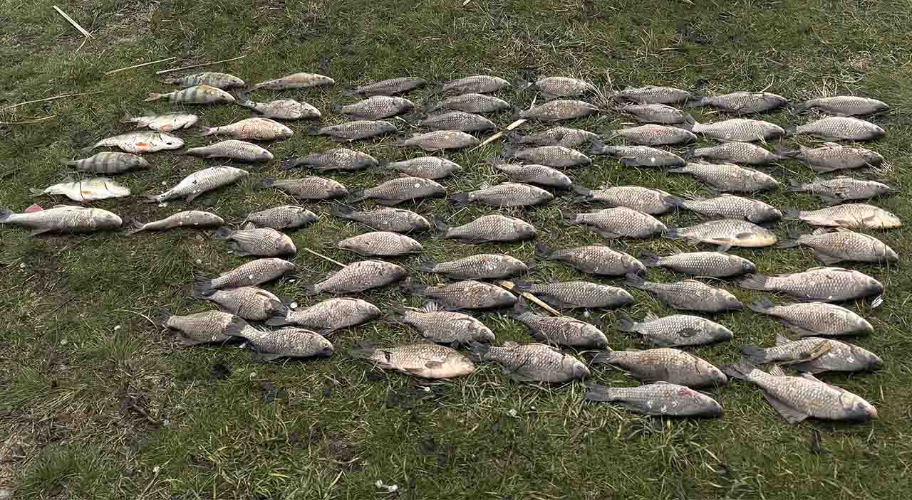 Сотрудниками Сальского линейного отдела МВД России на транспорте в ходе оперативно-розыскных мероприятий выявлен 59-летний житель города Пролетарска Ростовской области, подозреваемый в незаконной добыче водных биологических...