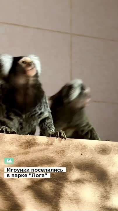 Обезьянки-игрунки появились в парке «Лога» Ростовской области