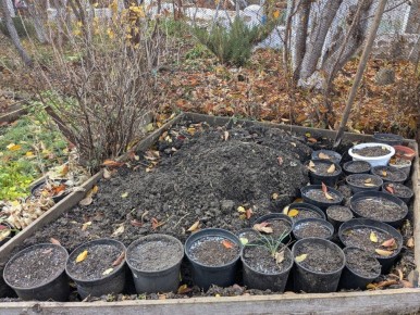 ��� ���������� �������� ������ ��������� � �������