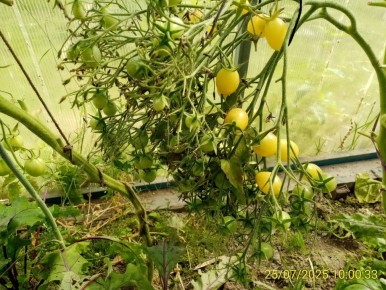 Секреты успешного выращивания черри-томатов: от новичка до эксперта