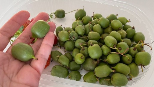 Первый урожай киви сорта 'Исайя': долгожданные ягоды с ярким вкусом