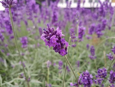 Как растения могут защитить от комаров на вашем участке