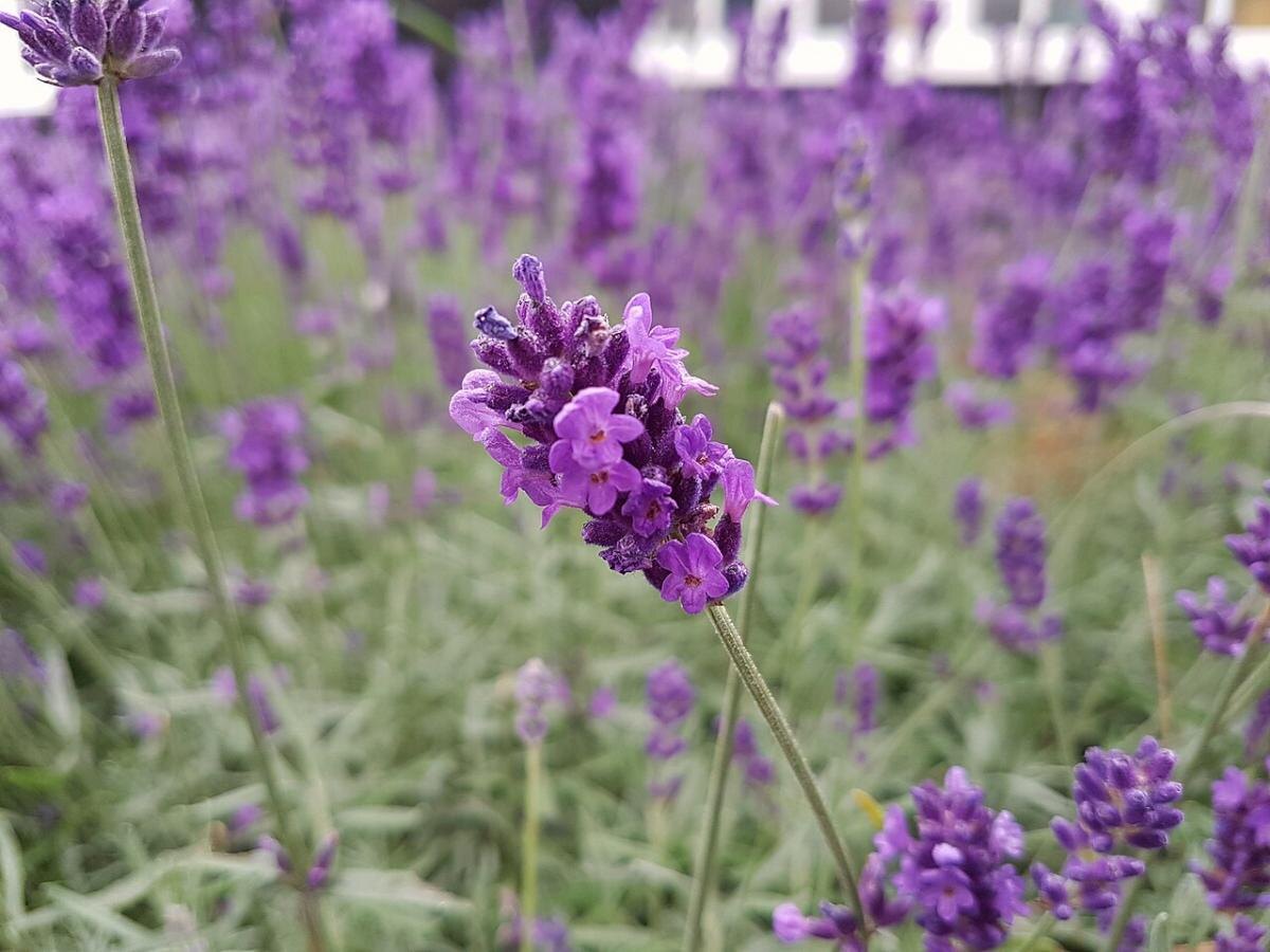 Как растения могут защитить от комаров на вашем участке