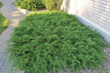 Микробиота: универсальный хвойный кустарник для вашего участка