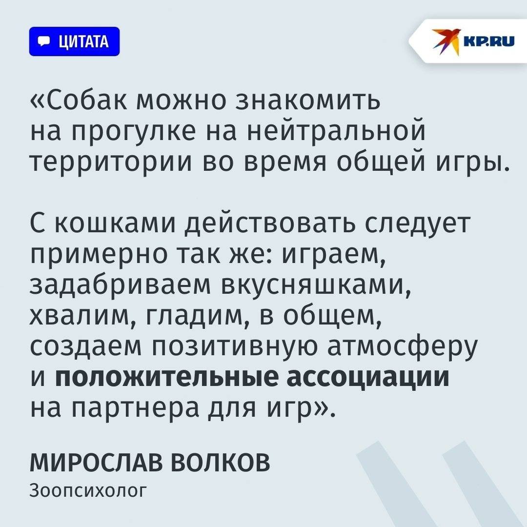 Дружба дружбой, а лоток врозь: как помирить друг с другом домашних питомцев Дружба дружбой, а лоток врозь: как помирить друг с другом домашних питомцев