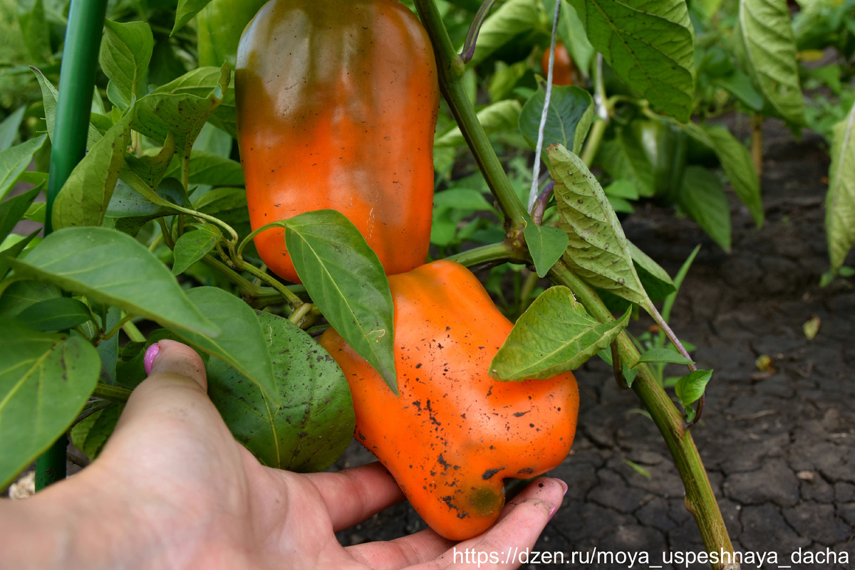 Оранжевый бык: впечатления от нового сорта перца