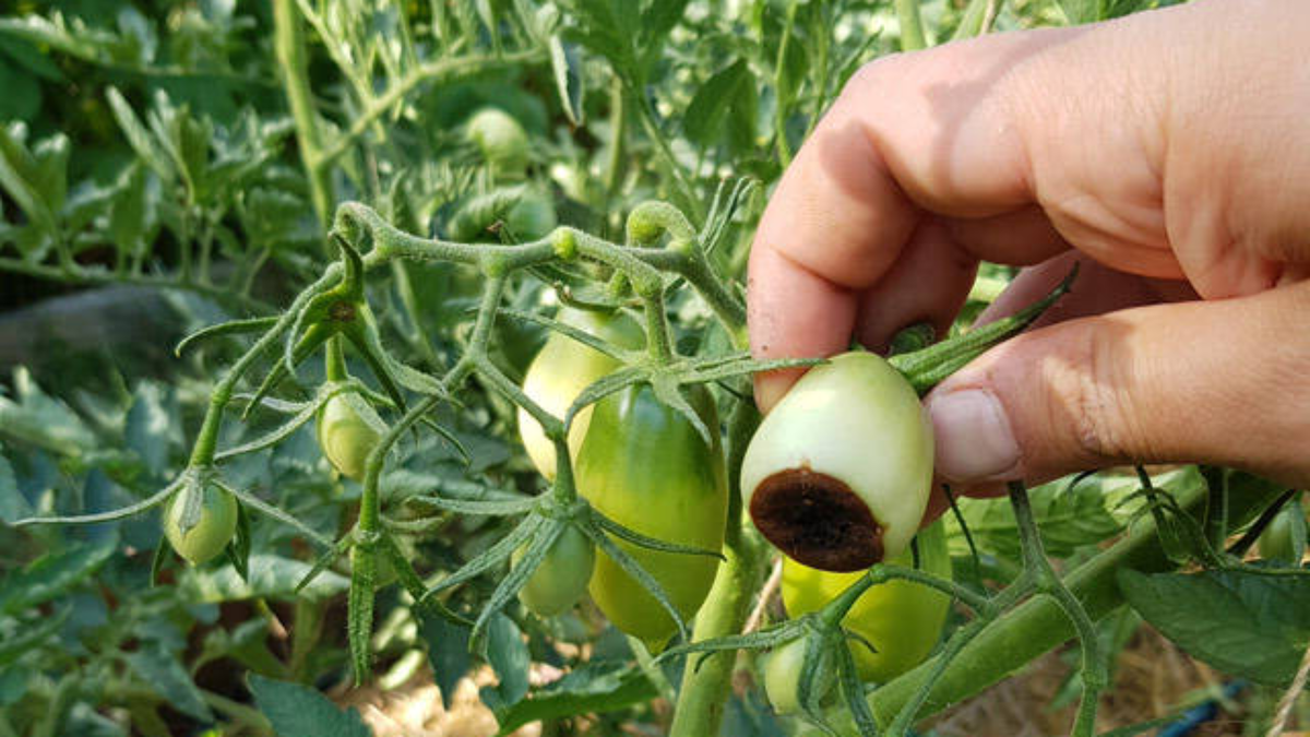 Вершинная гниль: как ее избежать и спасти томаты за 5 дней