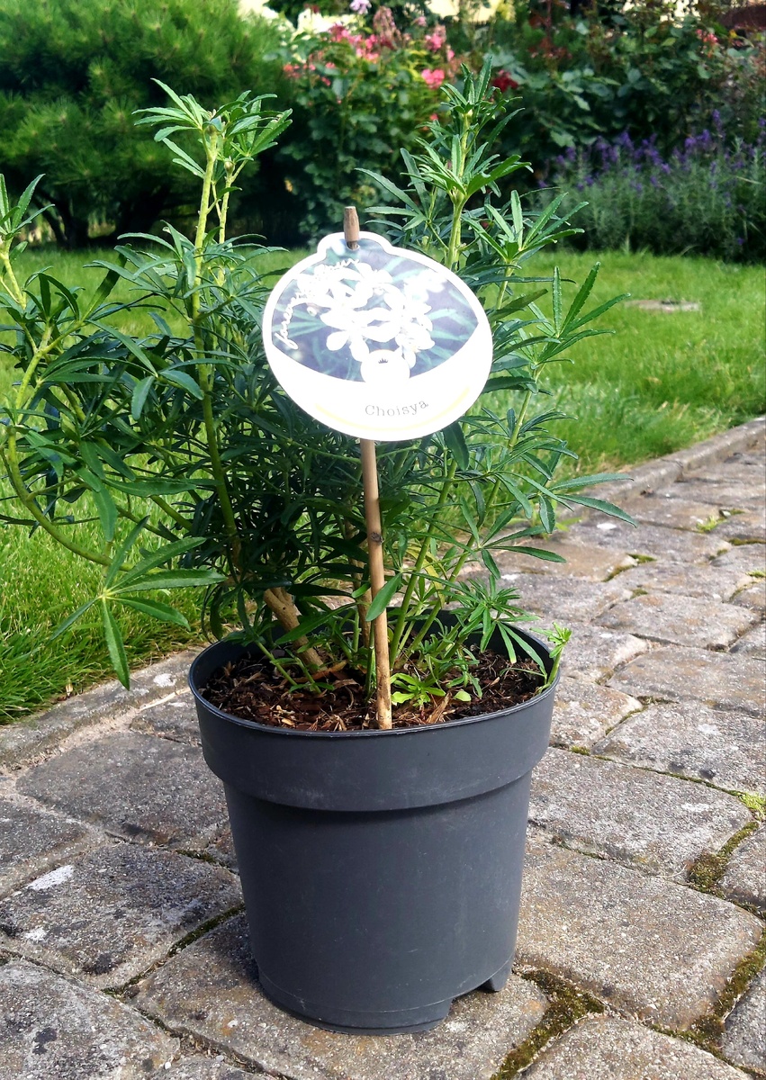 Шуазия тройчатая: красота без хлопот для вашего сада