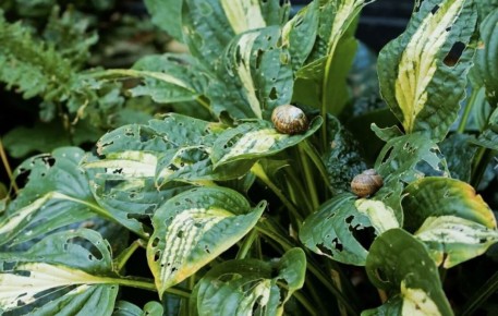 Как эффективно защитить цветы от слизней: советы и методы