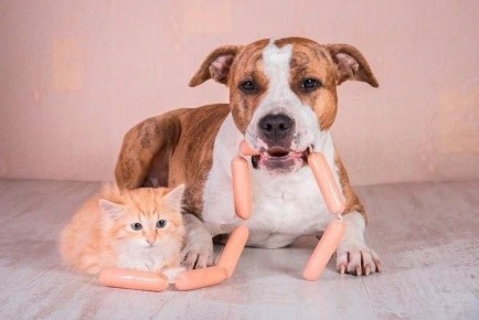 Дружба дружбой, а лоток врозь: как помирить друг с другом домашних питомцев