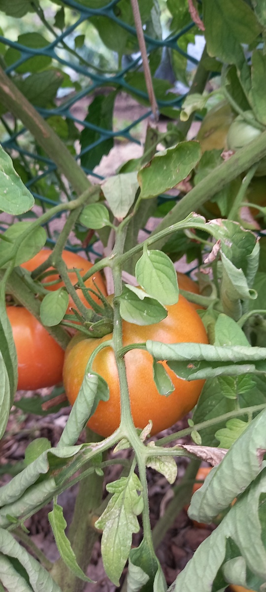 Томаты в августе: как сохранить урожай и избежать проблем