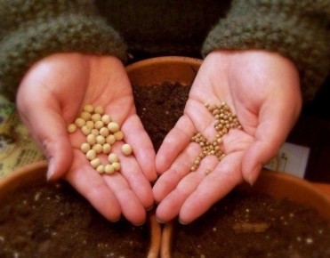 Как избежать распространённых ошибок при выборе семян для рассады