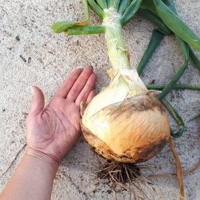 Июньская подкормка лука: как избежать распространённых мифов