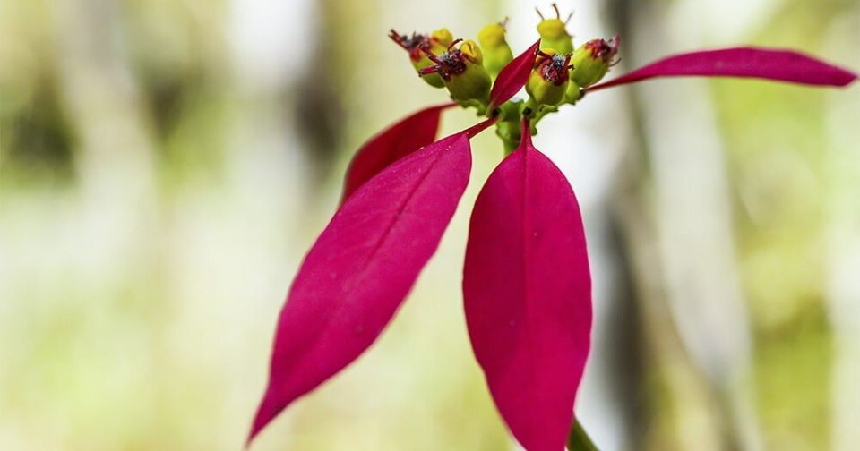 Как сохранить пуансеттию: причины опадания листьев и практические советы