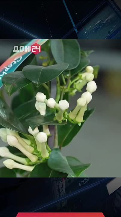 Быстрый способ выйти замуж: интересные факты о стафанотисе