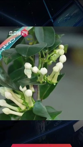 ������� ������ ����� �����: ���������� ����� � �����������