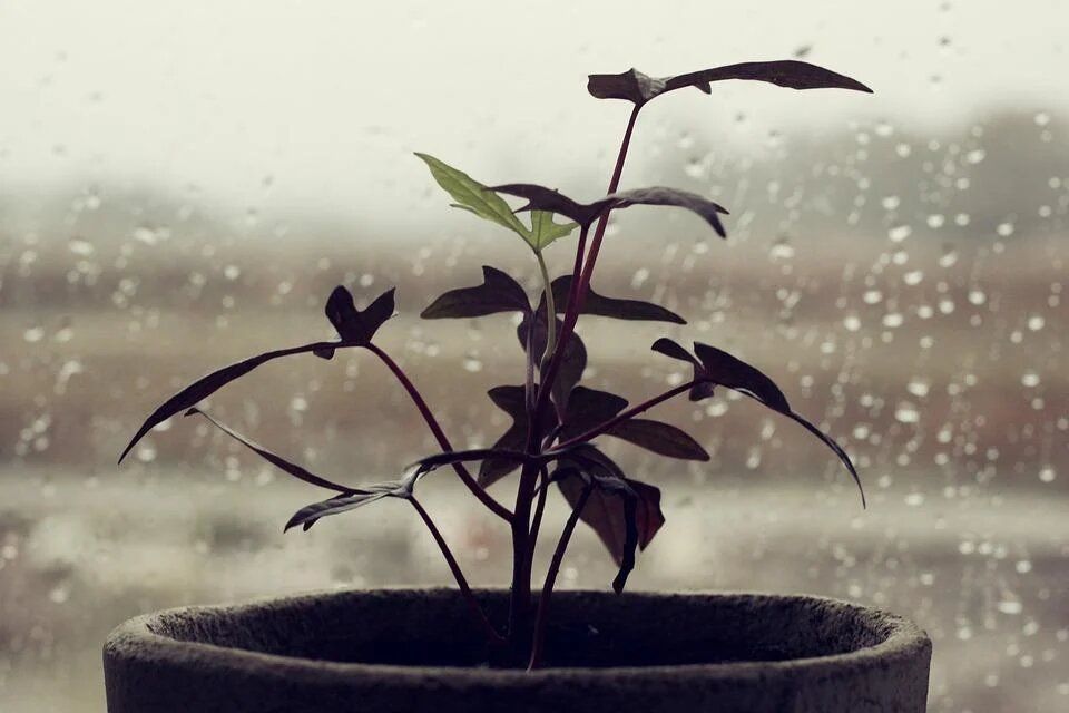 Почему стоит регулярно протирать листья комнатных растений