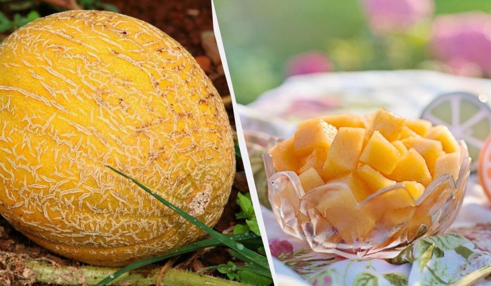 Как выбрать настоящую сладкую дыню: главные секреты спелости