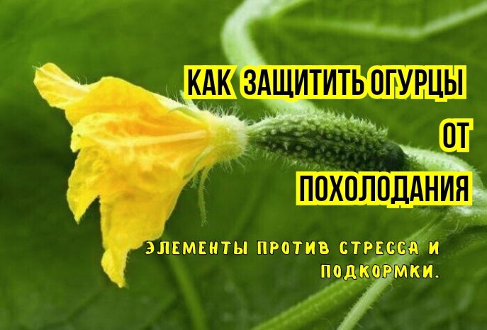 Как подготовить огурцы к холодам и создать идеальные условия для их роста