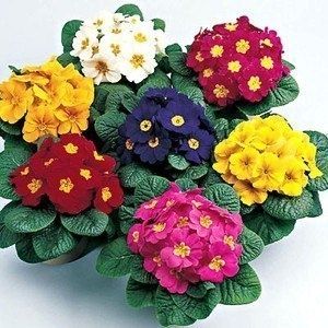 Удивительный мир примул: разновидности, секреты ухода и борьба с болезнями