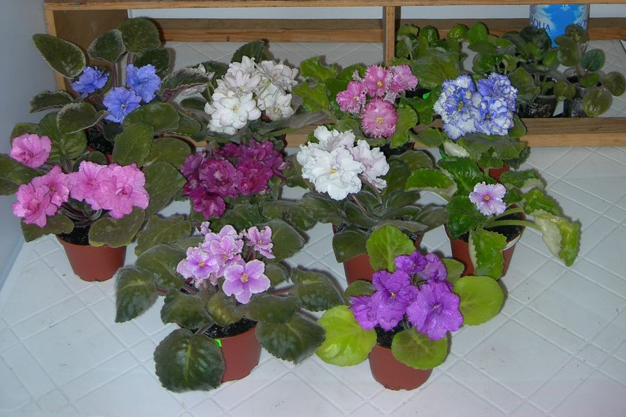 Как заставить фиалки цвести на протяжении всего года