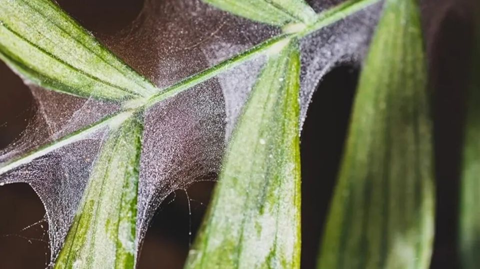 ��� ���������� ���������� �����: ����������� ��������� �� ������ ����� ��������