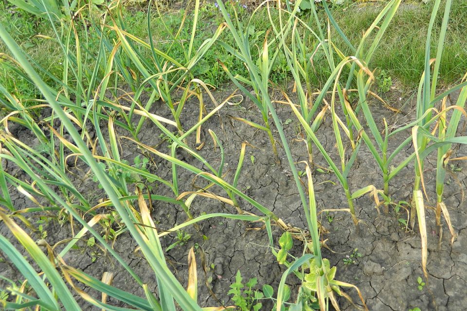 Когда убирать озимый чеснок: советы и рекомендации по лунному календарю