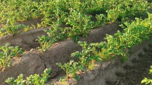 ��� �������� ������ ��������� � ������ �������: ������ ��������� �����������