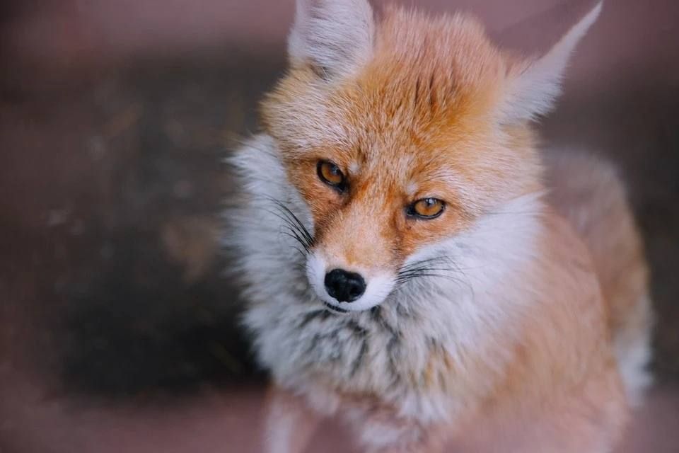 ���� � ������: ��� ����� ���� ��� ������� � ��������, ��������� ���������� ������