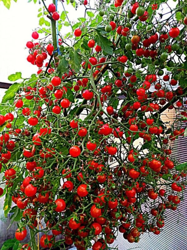 ����� �������� �������: ������� ����� ��� ������ �������