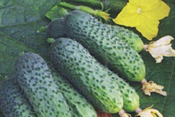 ������������� ������ ������ ������: ������� ������ � ������ �� �����