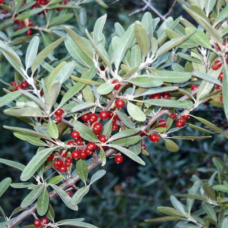 Шефердия: ягода, которая удивит вас своей пользой