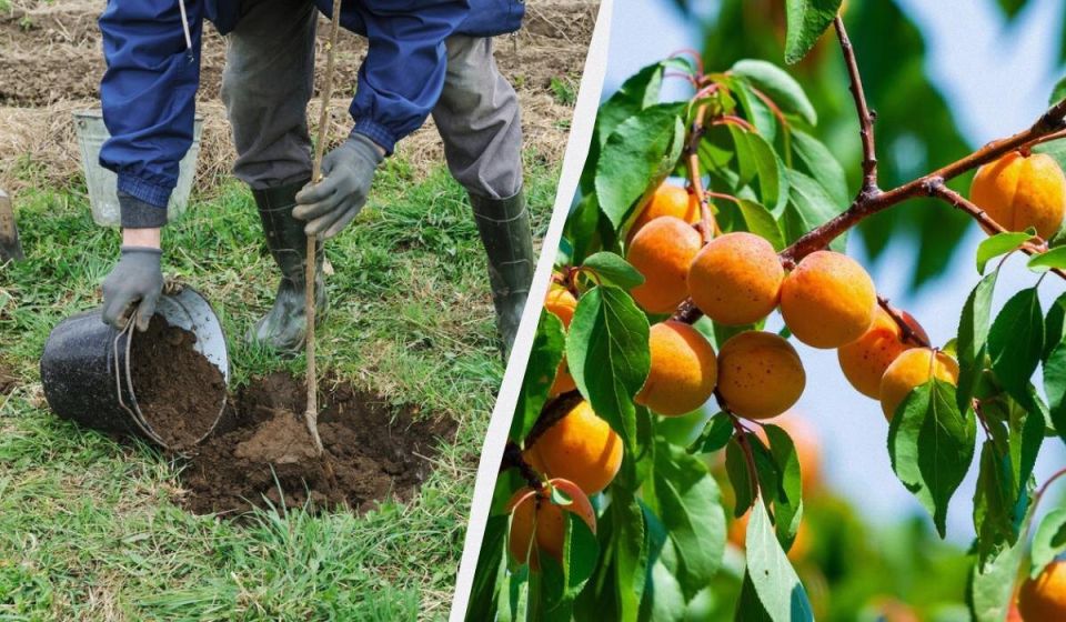 ����� � ����: ��� ��������� ���������� ������� � ��� ��� �������� ������