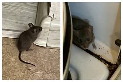 Жильцы дома в поселке Рассвет много лет страдают от бездействия своей управляющей компании (УК)