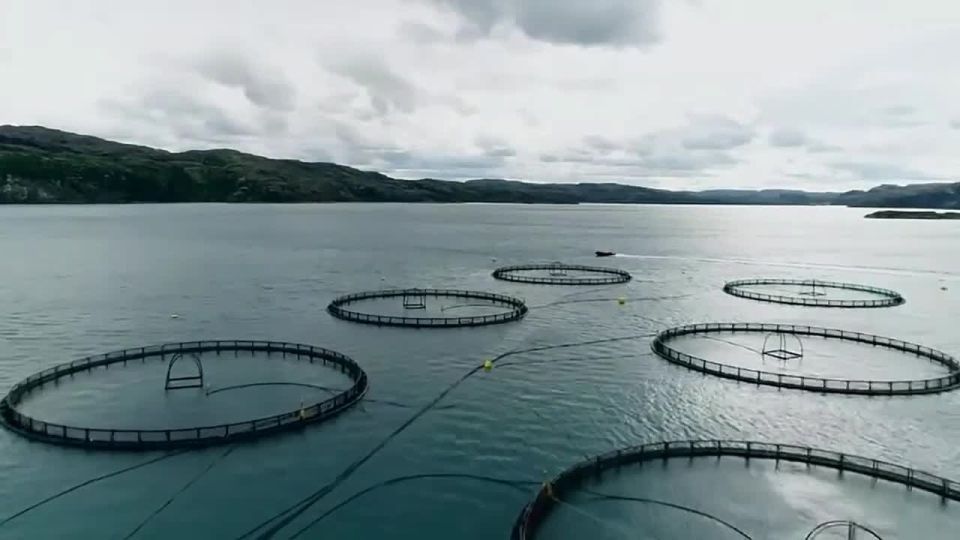 На юге России растут объемы производства пастбищной аквакультуры: прорабатываются меры по развитию направления