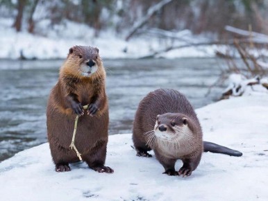 Выдры, бобры, ондатры, нутрии и норки демонстрируют высокую способность адаптироваться к зимним условиям