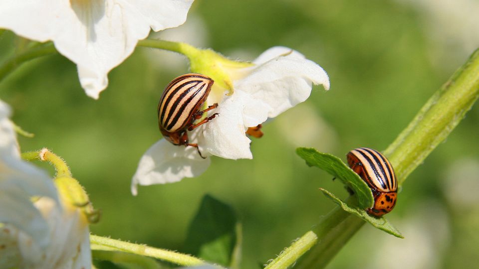 � ����������� ����� �� ����� ����� ��������: ����� ��������� ��������� ��� 2 �����������