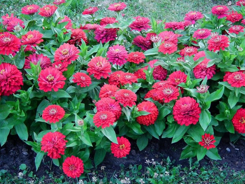 Циннии: яркие акценты для вашего сада в 2026 году