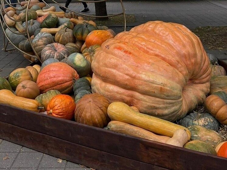 В Предгорье собрали рекордный урожай тыквы и проведут фестиваль в поддержку военных