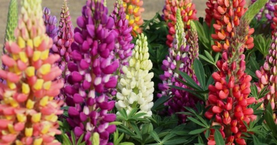 ��� ���������� ������� ������ ����: ���� ����� ��������