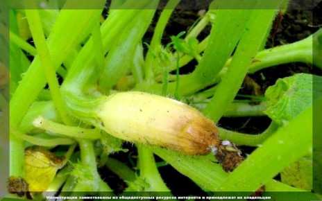 ������ ��� �������� ���������