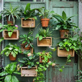 Создание зеленой стены: доступный способ преображения интерьера