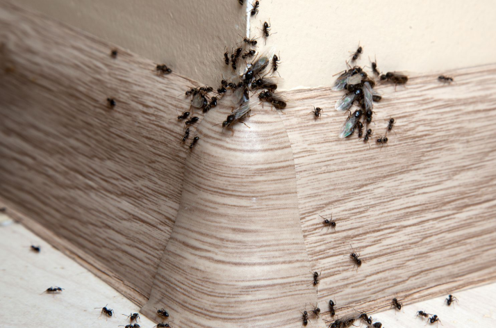 Муравьи в доме: что их отпугивает и как избавиться от незваных гостей