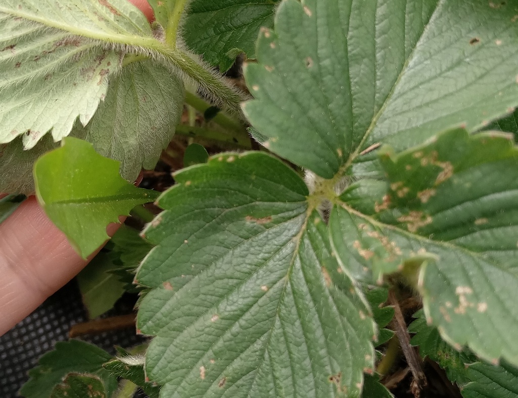 Как защитить клубнику от крестоцветной блошки: методы борьбы с вредителем