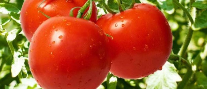 Зеленая революция: Как улучшить почву без химии и сохранить здоровье