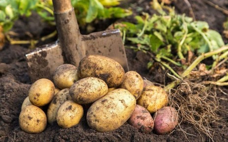 Картофель: враг или верный друг на вашем столе?